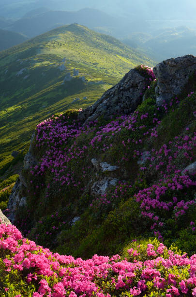 istock Rhododendron flowers in the mountains 936422254
