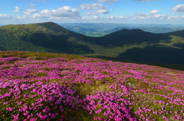 istock Fields of flowers in the mountains 936422268
