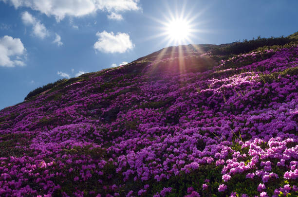 istock Fields of flowers in the mountains 936422320