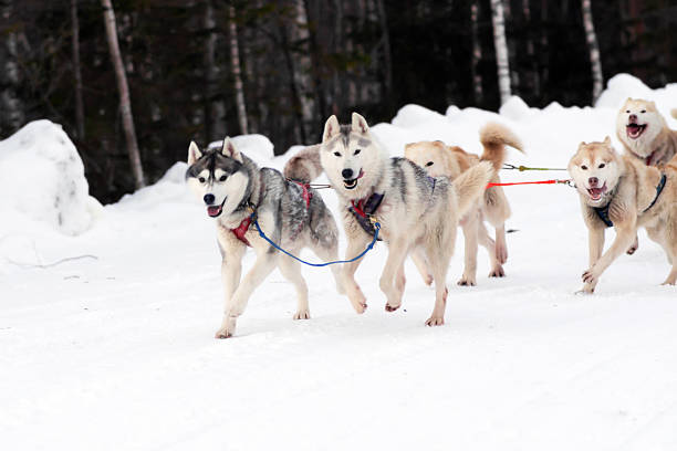 istock Siberian dogs driven sleigh people in the North 936425530