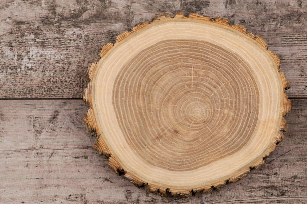 anneau de croissance d'un arbre, journal, de bois. - eucalyptus wood photos et images de collection