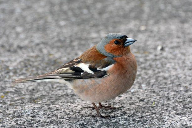 istock Bird Chaffinch close looking at you 936426308