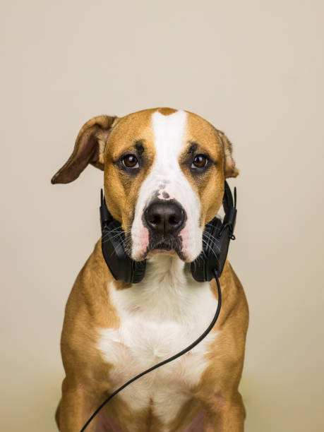 istock Dog with headphones 936426458