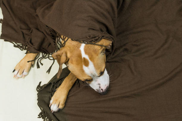 istock Lazy or sick pet dog relaxing and sleeping in clean white throw blanket 936426482