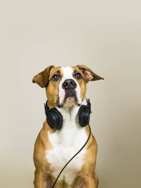 istock Dog with headphones as audiophile 936426486