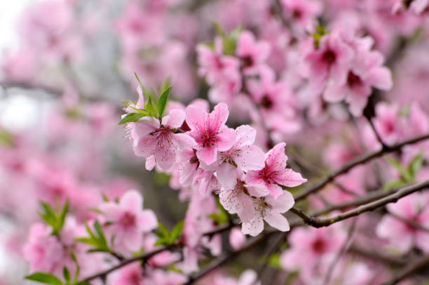 Peach blossom flowers in full bloom