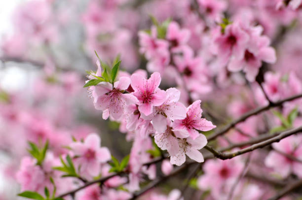 peach blossom flowers in full bloom - agriculture beauty in nature flower clear sky imagens e fotografias de stock