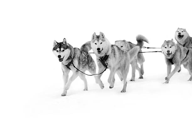 Sled dogs in harness on isolated in white Northern huskies - hardy and strong. Team Husky sled in the winter. dogsledding stock pictures, royalty-free photos & images