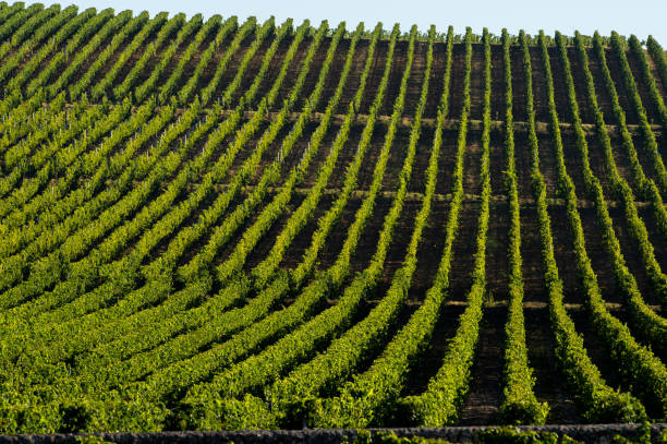 istock Vineyard Sunrise, Saint Emilion, Bordeaux Wineyards 936433120