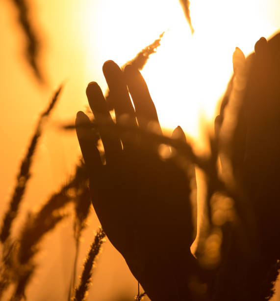 istock Hand in the grass in the rays of sunset 936433966