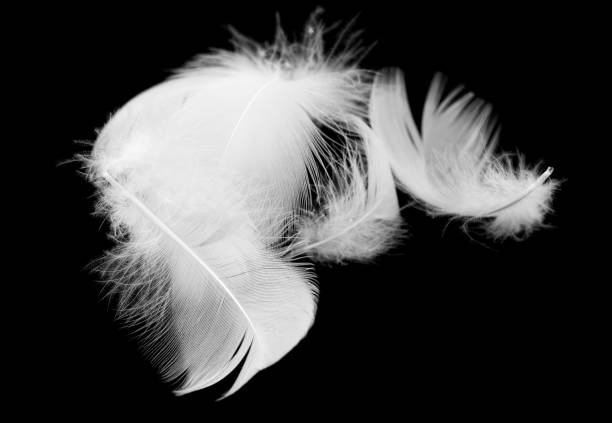 istock White feather of a bird on a black background 936437230