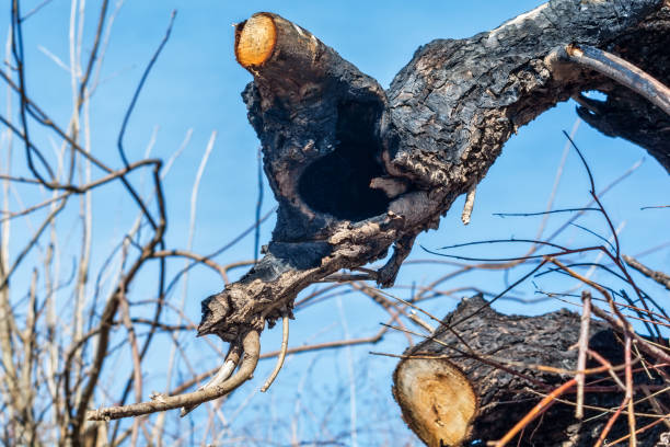 istock the tree looks like an animal (dragon) 936437242