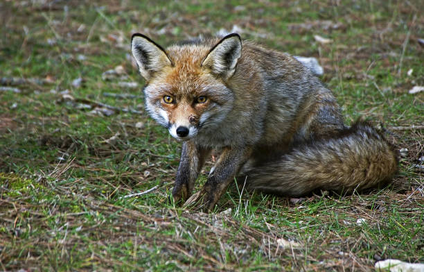 common fox, in the sierras de cazorla, segura and las villas. - switzerland forest storm summer imagens e fotografias de stock