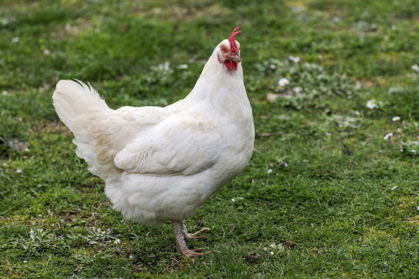 istock Free Range Foraging Chickens at Organic Farm 936440112