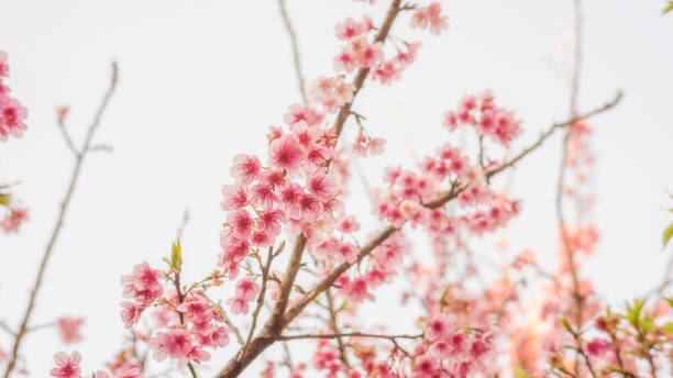 istock Pink cherry blossom (sakura) in a garden. 936440160