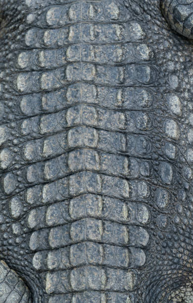 istock crocodile skin leather background 936440756