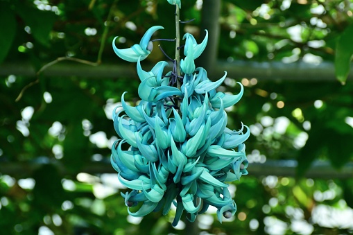 Native to the Philippines, where it grows in the tropical rain forests, strongylodon macrobotrys is evergreen twining vine with thick stems and growing to 20 meters or more. Strongylodon macrobotrys is also known as jade vine, emerald vine, turquoise jade vine, jade climber, emerald creeper etc. It bears, in spring and early summer, blue-green claw-shaped flowers in huge hanging clusters. It is closely related to the kidney bean and runner bean group.
