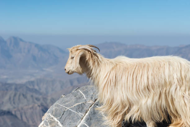 istock Goat in the Mountains of Oman 936441674