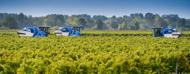 istock Mechanical harvesting of grapes in the vineyard 936441748