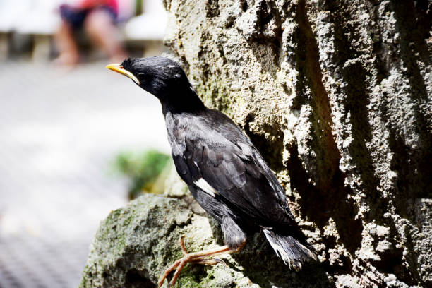 Baby Mynas bird just flying practice on tree in the garden of Thailand