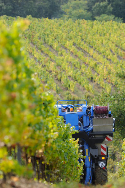 istock Mechanical harvesting of grapes in the vineyard 936442274
