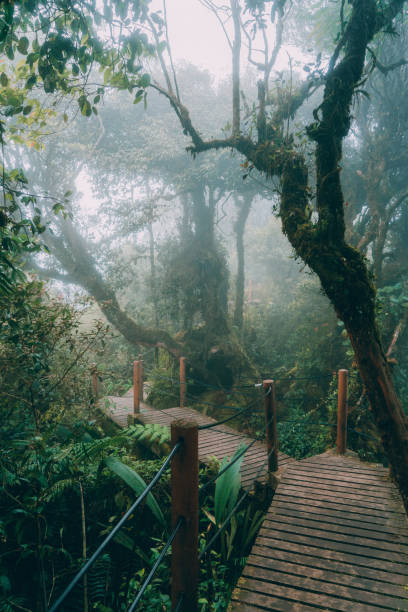 istock Scenic view of Mossy forest 936443204