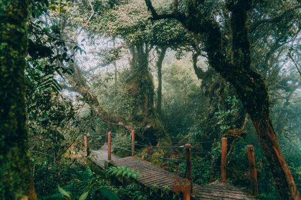 Scenic view of Mossy forest