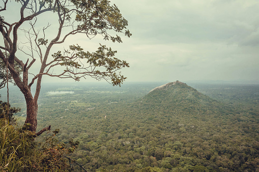 Green top of mountain and forest trees, view from the ancient Sigiriya rock, Sri Lanka.