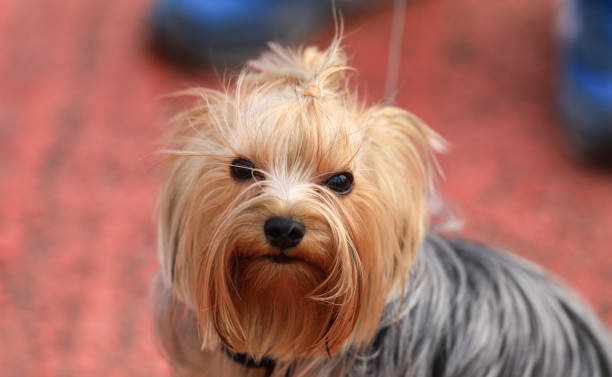 istock portrait of a little cute dog 936444794