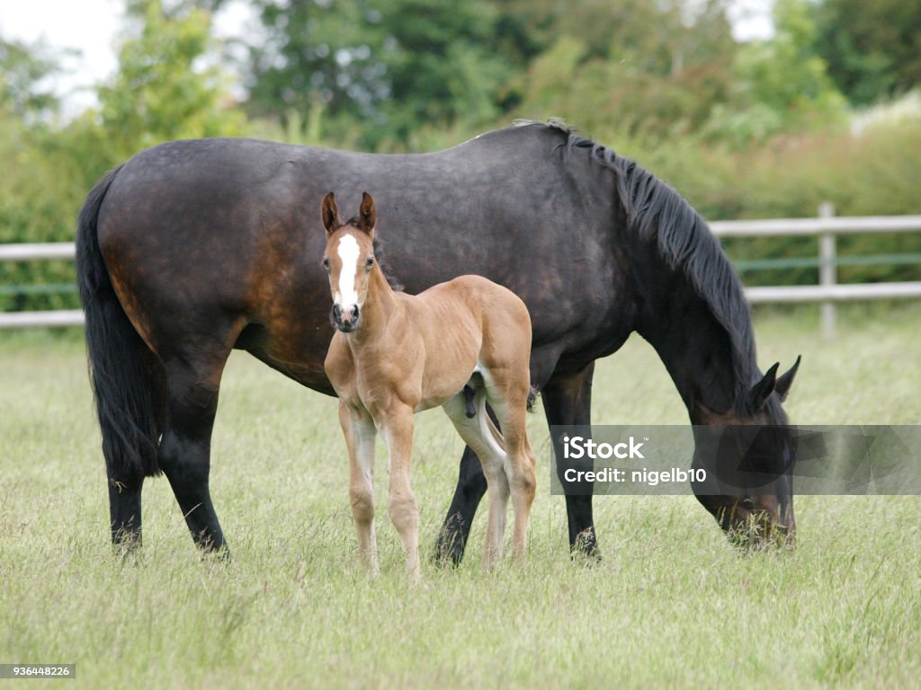 Mare and Foal A mare and foal stand and graze in a summer paddock. Foal - Young Animal Stock Photo