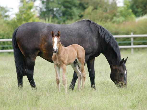 Mare and Foal A mare and foal stand and graze in a summer paddock. colts stock pictures, royalty-free photos & images
