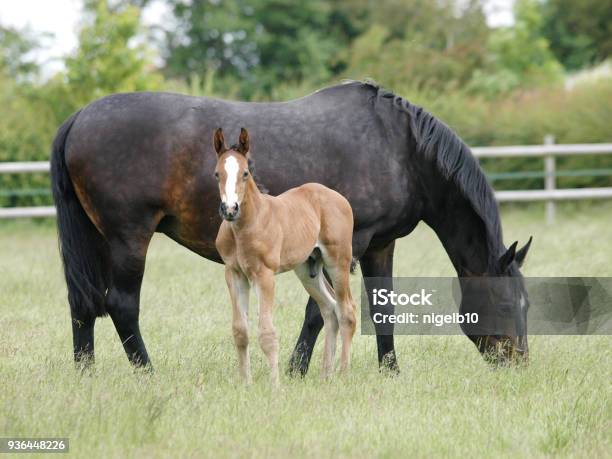 Mare And Foal Stock Photo - Download Image Now - Foal - Young Animal, Mare, Horse