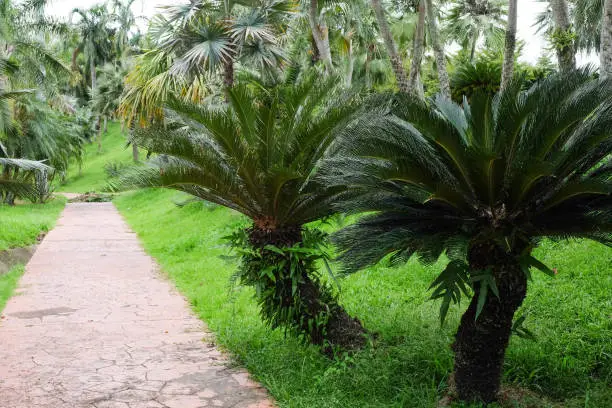 Photo of Trees in the shade garden