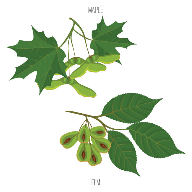 단풍나무 및 느릅나무 잎 종자 벡터 녹색에 서 잎 샘플 - maple green maple keys tree stock illustrations