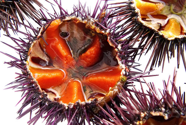 paracentrotus 新 - green sea urchin 写真 ストックフォトと画像