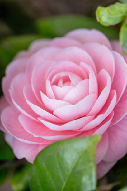 istock A beautiful camellia flower 936452116
