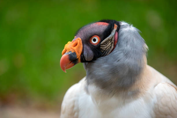 istock King vulture close-up portrait with a green background 936452438
