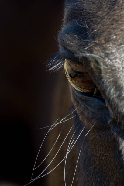 istock Close-up of horse's eye 936452550