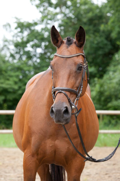 istock Horse outside with bridle portrait 936452602