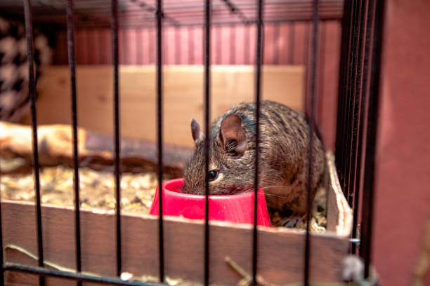 istock beautiful Chilean squirrel in a cage 936455782