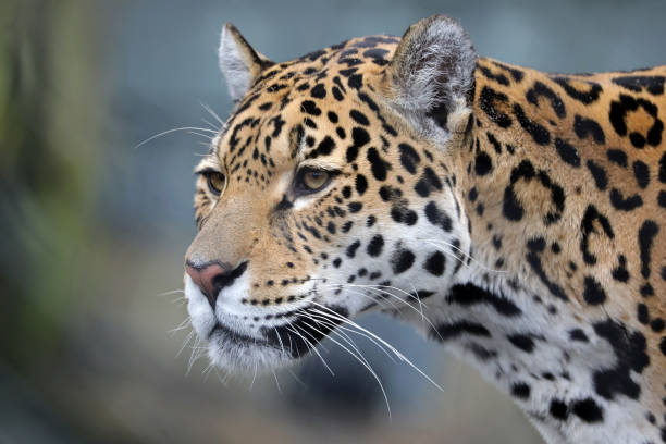 istock Jaguar close-up portrait 936456894