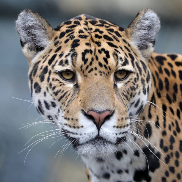 istock Jaguar close-up portrait 936456974