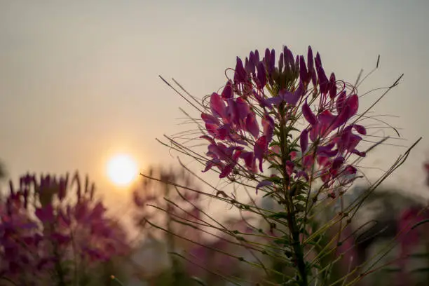 Flowers with evening sun,Cleome flower