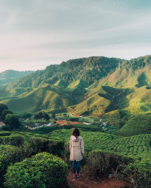 Woman looking at tea plantations Young Caucasian woman enjoying scenic view of  tea plantations camellia sinensis photos stock pictures, royalty-free photos & images