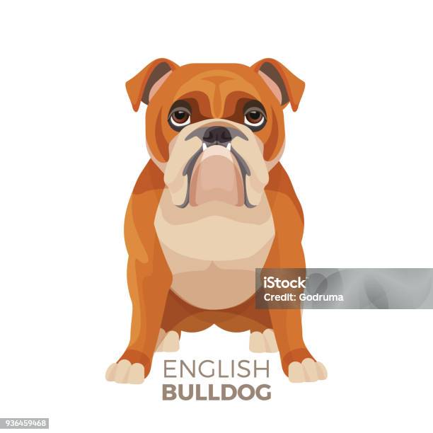 British Bulldog Mediumsized Breed English Bulldog Muscular Hefty Puppy Stock Illustration - Download Image Now