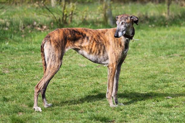 istock Galgo espanol portrait in the park 936460822