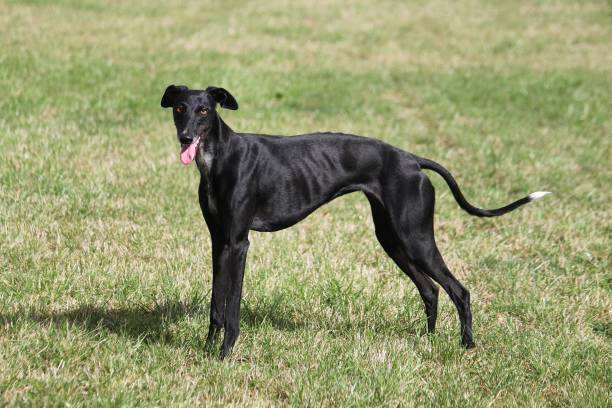 istock Galgo espanol portrait in the park 936461082