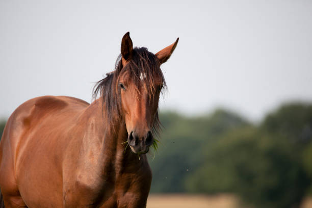 istock young brown holsteiner horse 936461132
