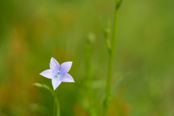 istock Lilac flower in a field 936463670