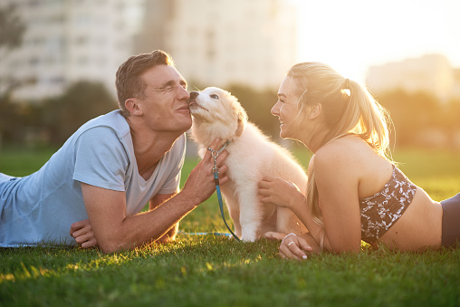Cute fluffy border collie puppy licks owner, loving bonding moment happy smiling couple loving pet at sunset
